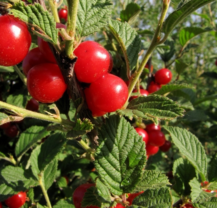 Nanking Cherry