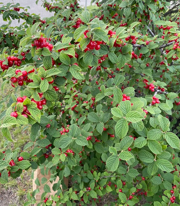 Semillas de cerezo de Nankín