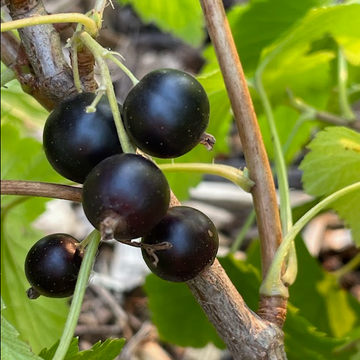 Cassis Ben Connan (Ribes nigrum 'Ben Connan')