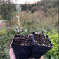 Silver Star Sea Buckthorn (Male)