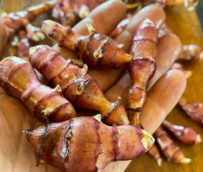 Tubercules de topinambour Skorospelka Purple