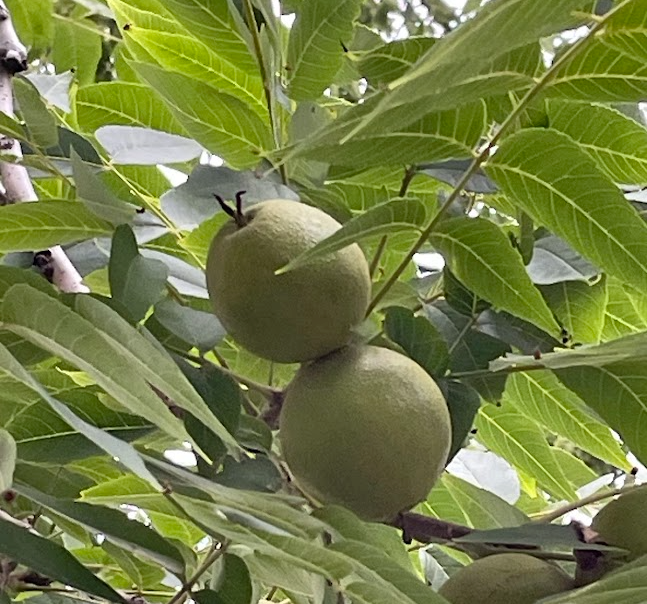 Manitoba Black Walnut