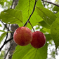 Ciruelo silvestre de Canadá