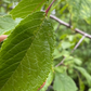 Ciruelo silvestre de Canadá