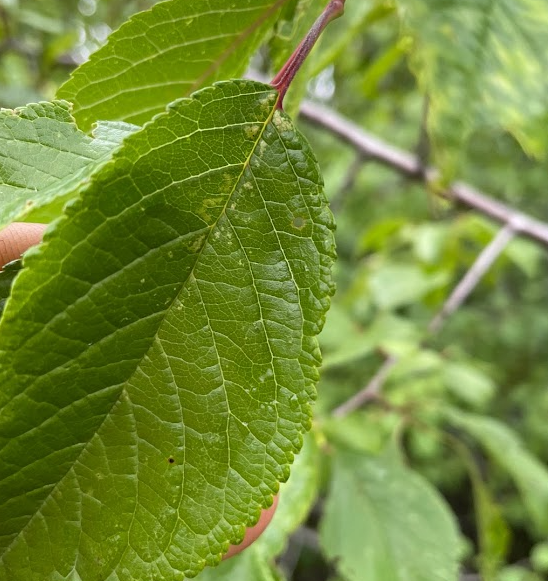 Ciruelo silvestre de Canadá