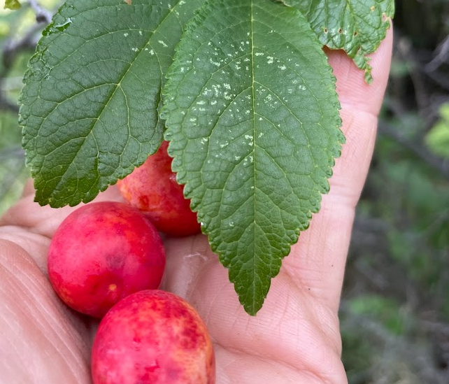 Ciruelo silvestre de Canadá