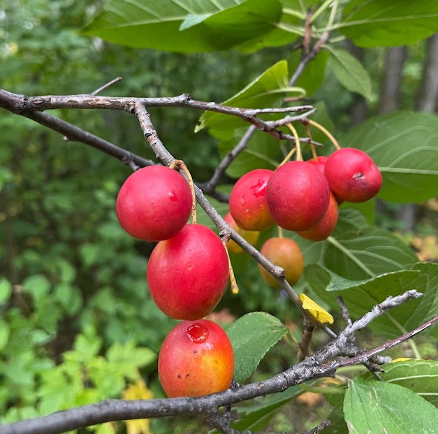 Ciruelo silvestre de Canadá