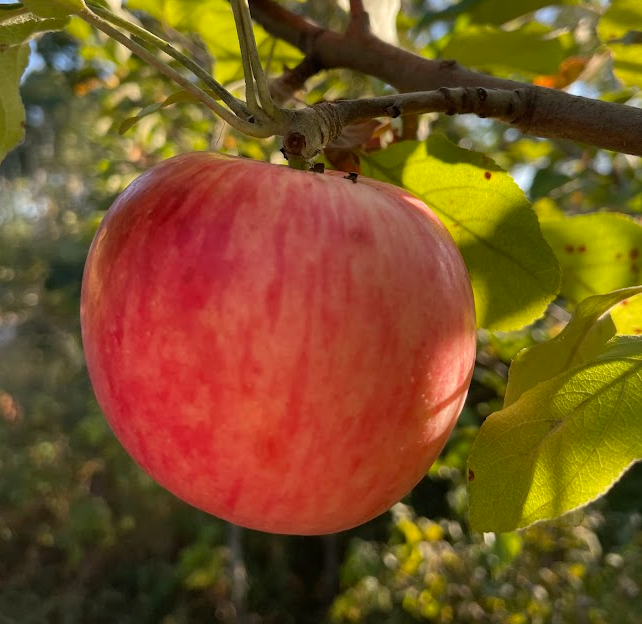 Hall's Pink Apple Tree