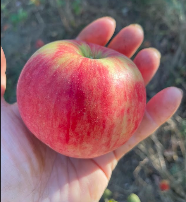 Hall's Pink Apple Tree