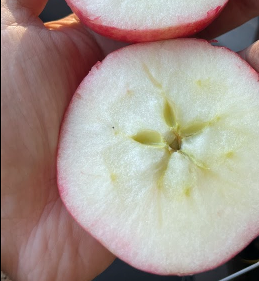 Hall's Pink Apple Tree