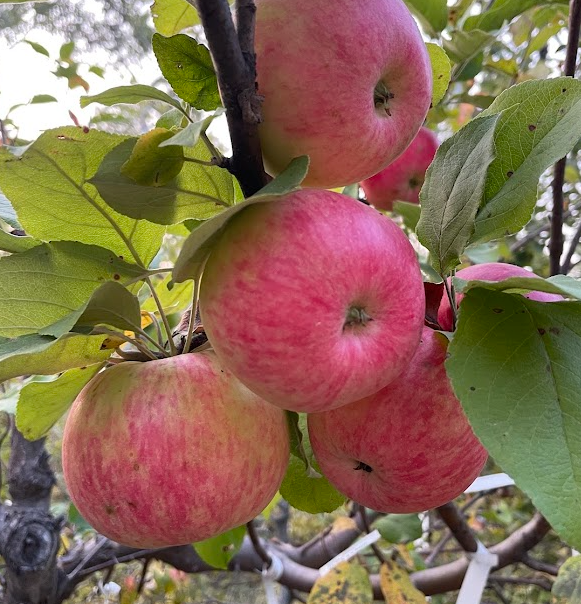Hall's Pink Apple Tree