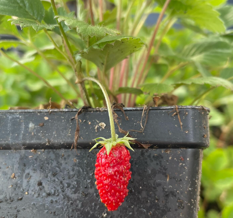 Alpine Strawberry