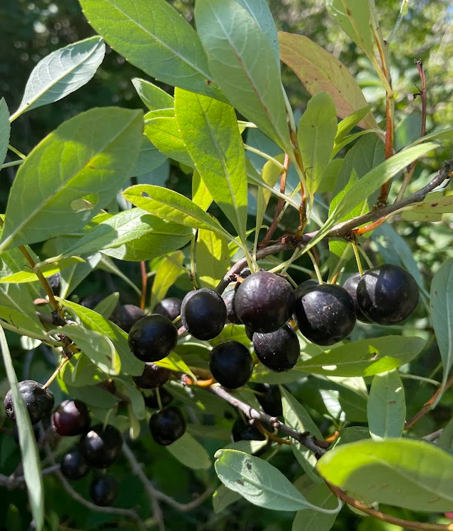 Western Sandcherry