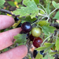 Crandall Clove Currant Seeds