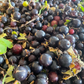Crandall Clove Currant Seeds