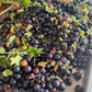 Crandall Clove Currant Seeds