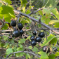 Crandall Clove Currant Seeds