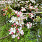 European Wild Crabapple Seeds
