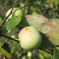 European Wild Crabapple Seeds