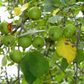 European Wild Crabapple Seeds
