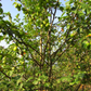 European Wild Crabapple Seeds
