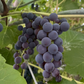 Raisin Valiant