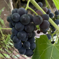Valiant Grape Seedlings