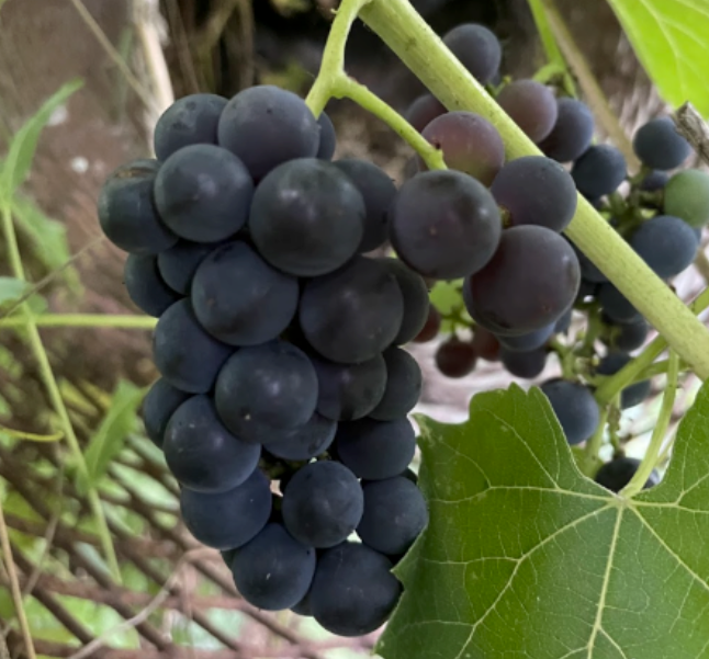 Raisin Valiant