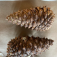 Ponderosa Pine Seeds