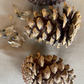Ponderosa Pine Seeds