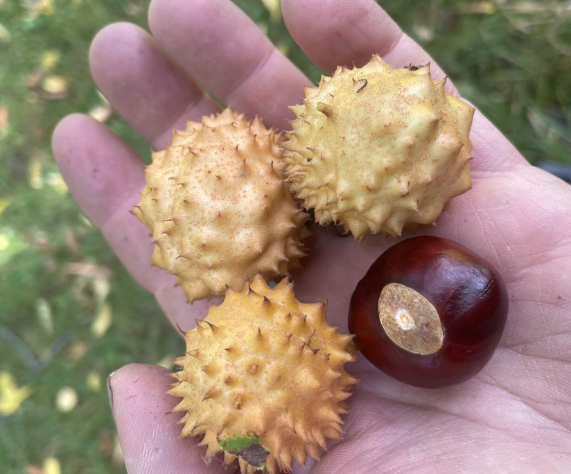Semillas de castaño de Indias de Ohio