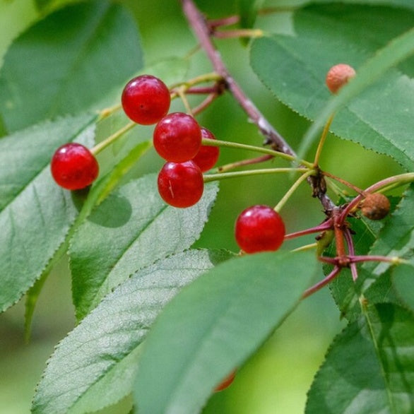 Pin Cherry