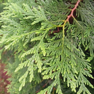 Thuya occidental (Thuja occidentalis)