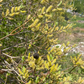 Bebb's Willow (Salix bebbiana)