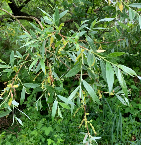 White Willow