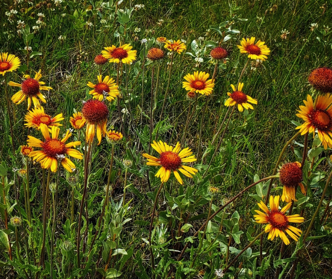 Blanketflower Seeds