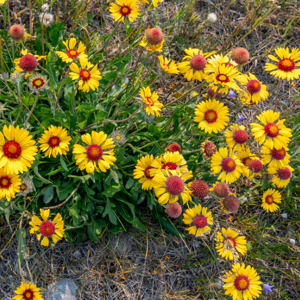 Blanketflower Seeds