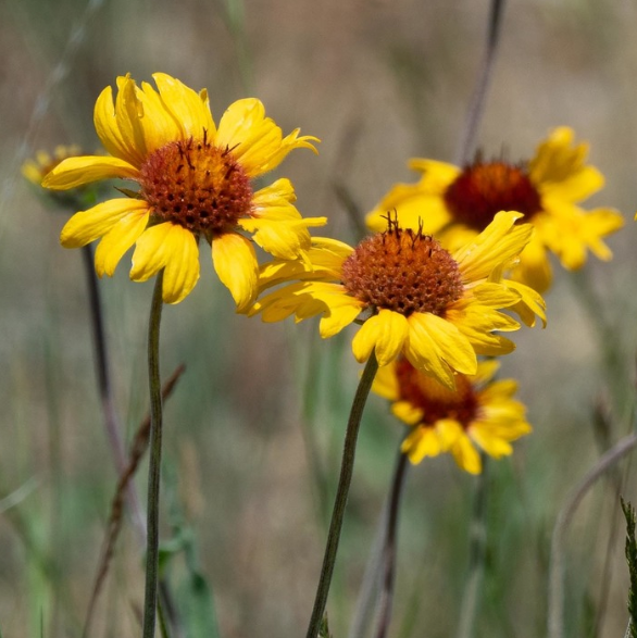 Blanketflower Seeds