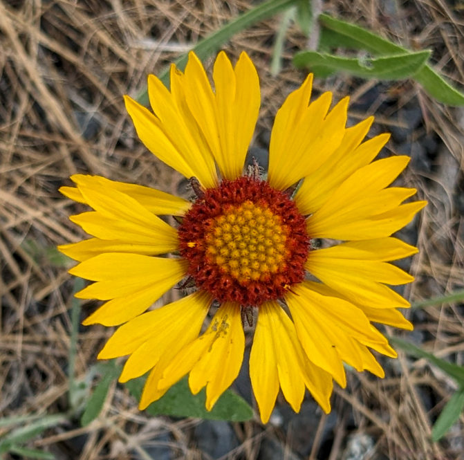 Blanketflower Seeds