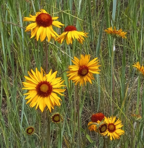 Blanketflower Seeds