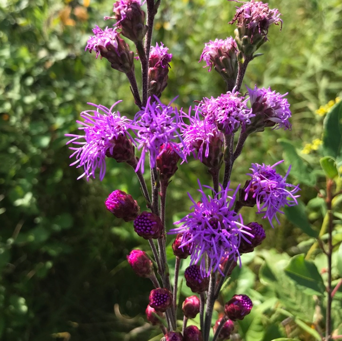 Meadow Blazingstar Seeds