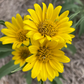 Maximilian Sunflower Seeds