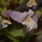 Lilac Beardtongue Seeds
