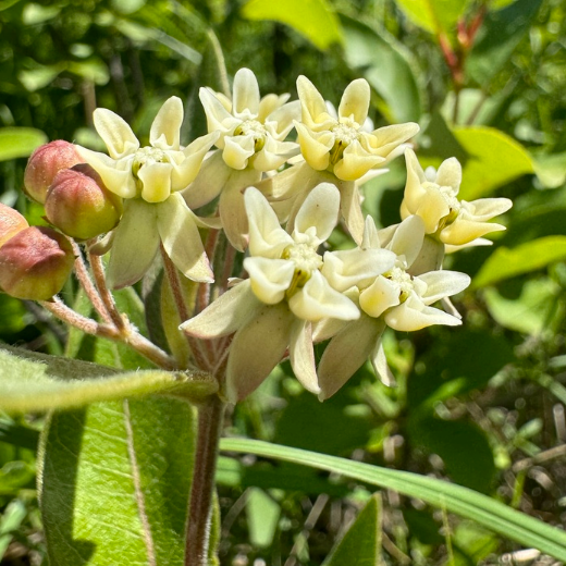 Graines d’asclépiade naine