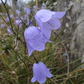 Harebell Seeds