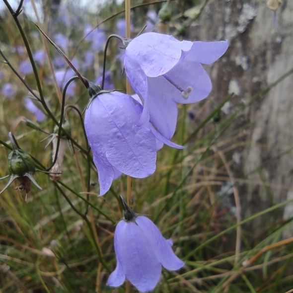 Harebell Seeds