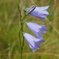Harebell Seeds