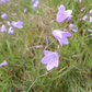 Harebell Seeds