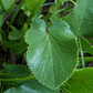 Heart Leaved Alexander Seeds
