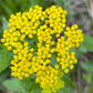 Heart Leaved Alexander Seeds